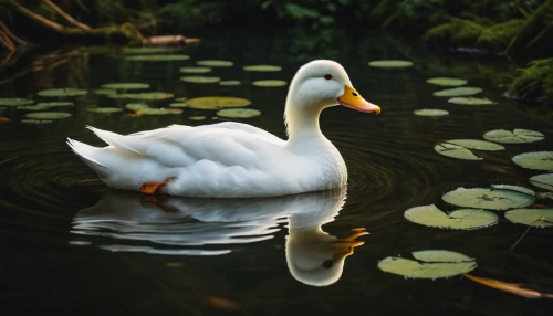 duck on the water,ornamental duck,water fowl,brahminy duck,swan on the lake,swan boat,gooseander,white swan,female duck,cayuga duck,duck,canard,swan lake,waterfowl,trumpet of the swan,aquatic bird,the duck,red duck,duckling,swan,Photography,General,Fantasy