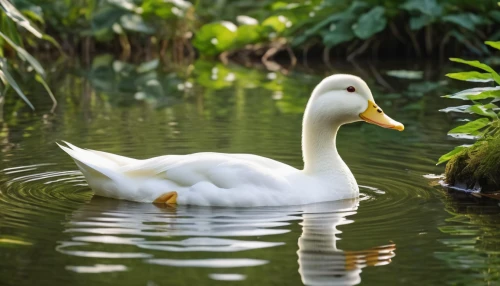 ornamental duck,duck on the water,brahminy duck,water fowl,cayuga duck,a pair of geese,female duck,ducks,gooseander,duck,waterfowl,ducks  geese and swans,wild ducks,duck meet,canard,duck females,duck bird,bath duck,american black duck,swan boat,Photography,General,Realistic