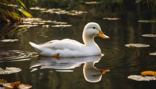 ornamental duck,duck on the water,water fowl,white swan,swan lake,swan on the lake,swan boat,brahminy duck,trumpet of the swan,female duck,swan,young swan,canard,waterfowl,aquatic bird,white pelican,pond flower,duck,bath duck,water bird,Photography,General,Natural