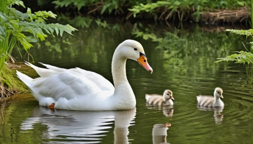 swan family,cygnets,baby swans,cygnet,young swans,swan cub,canadian swans,young swan,family outing,mother and children,mother with children,harmonious family,lily family,swans,swan lake,trumpeter swans,goose family,goslings,trumpeter swan,baby swan,Photography,General,Realistic