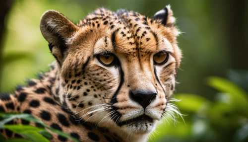 leopard head,african leopard,belize zoo,jaguar,leopard,cheetah,hosana,zoo planckendael,regard,wild cat,cheetahs,ocelot,endangered,felidae,animal portrait,panthera leo,head of panther,asian tiger,endangered specie,bengal,Photography,General,Cinematic