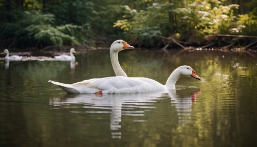 swan pair,a pair of geese,canadian swans,trumpeter swans,young swans,cygnets,swan family,greylag geese,swan lake,swans,mute swan,tundra swan,cygnet,baby swans,trumpeter swan,ducks  geese and swans,geese,swan on the lake,sporting decoys,white swan,Photography,General,Cinematic