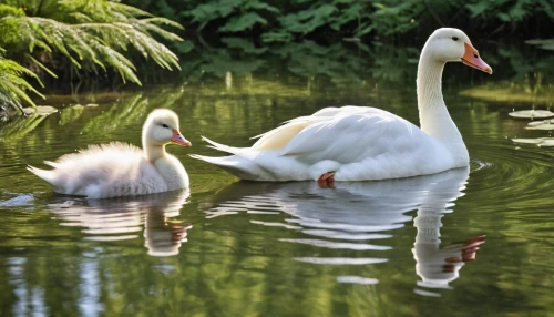 swan pair,cygnets,baby swans,swan family,swan cub,young swans,cygnet,swan lake,young swan,baby swan,trumpeter swans,canadian swans,swans,trumpeter swan,swan baby,mute swan,white swan,fujian white crane,in the mother's plumage,mourning swan,Photography,General,Realistic