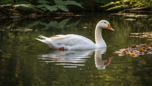 swan pair,trumpeter swan,ornamental duck,swan on the lake,trumpeter swans,mute swan,swan cub,a pair of geese,cygnet,canadian swans,cygnets,swan lake,white pelican,white swan,trumpet of the swan,baby swans,swan boat,young swans,water fowl,duck on the water,Photography,General,Natural