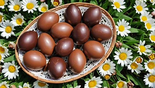 brown eggs,easter eggs brown,sorbian easter eggs,colorful sorbian easter eggs,easter egg sorbian,fresh eggs,eggs in a basket,white eggs,brown egg,painted eggs,colorful eggs,colored eggs,easter eggs,eggs,egg basket,broken eggs,lots of eggs,easter nest,chocolate daisy,egg tray,Photography,General,Realistic