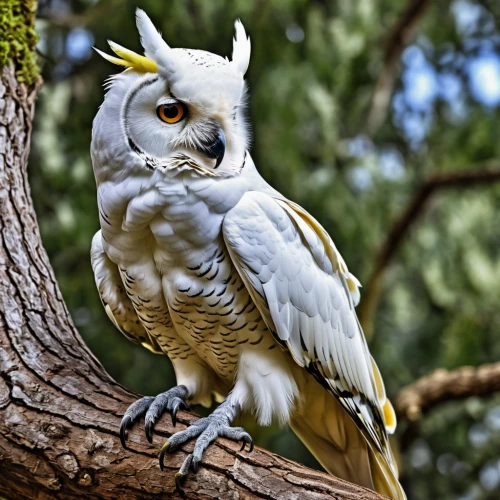 southern white faced owl,kirtland's owl,siberian owl,northern goshawk,tawny frogmouth owl,sulphur-crested cockatoo,black-shouldered kite,cacatua moluccensis,eagle-owl,moluccan cockatoo,barn owl,red-tailed cockatoo,hawk owl,snow owl,cockatoo,ural owl,salmon-crested cockatoo,northern hawk-owl,owlet,eastern grass owl,Photography,General,Realistic