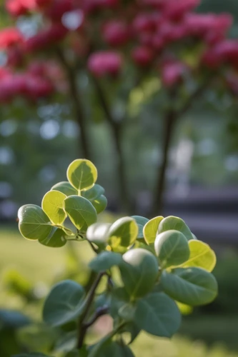 cornus florida,flowering dogwood,dogwood flower,square bokeh,ornamental shrubs,maidenhair tree,ornamental shrub,viburnum,japanese flowering crabapple,ginkgo biloba,euphorbia splendens,background bokeh,fingerbush,flower dogwood,flowering shrubs,ornamental plant,japanese garden ornament,acer japonicum,gingko,depth of field,Photography,General,Realistic