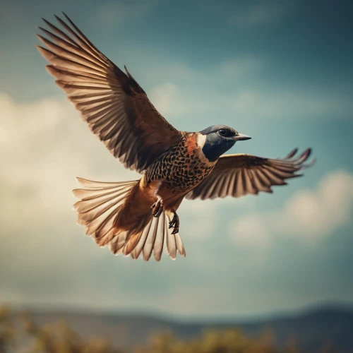 bird in flight,bird flying,rufous,bird photography,eurasian jay,munia,ring-necked pheasant,piciformes,pheasant,bird flight,blue winged teal,in flight,migratory bird,alcedo atthis,bobwhite,harris hawk in flight,birds in flight,black-headed munia,passenger pigeon,common pheasant,Photography,General,Cinematic