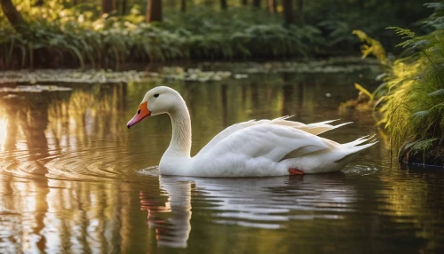 swan on the lake,swan pair,mute swan,swan lake,white swan,trumpeter swan,canadian swans,swan boat,swan cub,swan,young swan,trumpet of the swan,tundra swan,mourning swan,cygnet,water fowl,trumpeter swans,the head of the swan,swan family,swans,Photography,General,Commercial