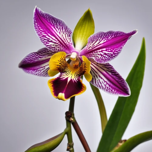mixed orchid,orchid flower,christmas orchid,bumblebee orchid,orchid,wild orchid,moth orchid,laelia crispa,laelia,orchids of the philippines,laelia albida,cattleya rex,butterfly orchid,phalaenopsis equestris,pontederia,calochilus,fire-star orchid,phalaenopsis sanderiana,cooktown orchid,hard-leaved pocket orchid,Photography,General,Realistic