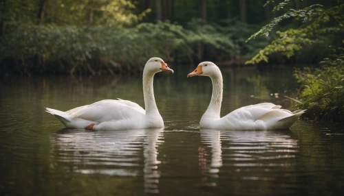 swan pair,trumpeter swans,young swans,canadian swans,swans,swan lake,baby swans,swan family,flamingo couple,a pair of geese,cygnets,mute swan,two flamingo,trumpeter swan,white swan,swan boat,swan,mourning swan,trumpet of the swan,pelicans,Photography,General,Cinematic