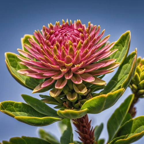 red clover flower,protea,pink chrysanthemum,strawflower,giant protea,helichrysum,vancouver dahlia,autumn chrysanthemum,celestial chrysanthemum,wheat celosia,protea family,trifolium medium,purple chrysanthemum,pin-cushion hakea,red chrysanthemum,asteraceae,ice plant,banksia,chrysanthemum,wild chrysanthemum,Photography,General,Realistic