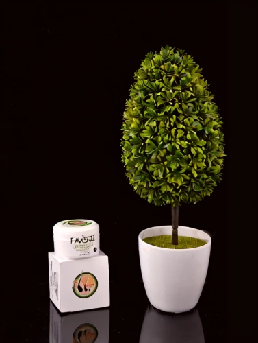 fir tree ball,tea tree,potted tree,ordinary boxwood beech trees,salix mount aso,garden cress,olive tree,lemon myrtle,product photography,dwarf tree,taxus baccata,grass golf ball,thuja,small tree,tangerine tree,fingerbush,ficus,bonsai tree,growing mandarin tree,tree white