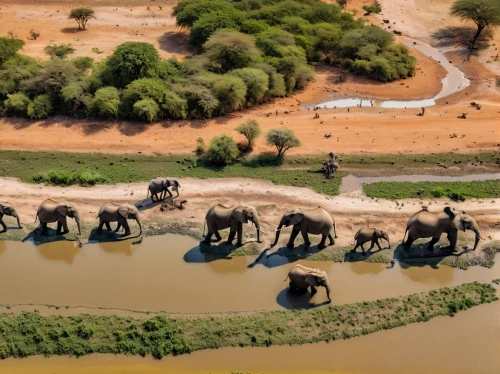 african elephants,elephant herd,elephants,african elephant,african bush elephant,cartoon elephants,watering hole,elephant camp,elephantine,namibia,baby elephants,elephants and mammoths,tsavo,africa,river nile,wildlife reserve,etosha,samburu,animal migration,botswana,Photography,General,Natural