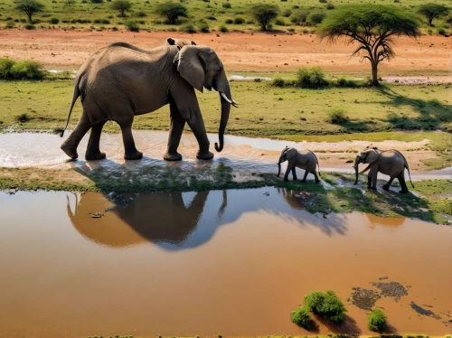 watering hole,african elephants,african elephant,elephant herd,african bush elephant,water hole,tsavo,elephants,elephant with cub,elephant camp,baby elephants,mama elephant and baby,serengeti,cartoon elephants,elephants and mammoths,elephantine,stacked elephant,etosha,elephant's child,samburu,Photography,General,Natural