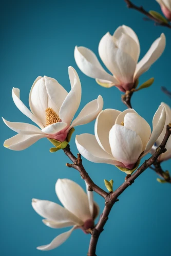 magnolia flowers,white magnolia,japanese magnolia,chinese magnolia,magnolia blossom,magnolia flower,blue star magnolia,magnolia × soulangeana,star magnolia,magnolias,tulip magnolia,magnolia tree,southern magnolia,magnolia,magnolia x soulangiana,magnoliengewaechs,magnoliaceae,magnolia stellata,white plumeria,saucer magnolia,Photography,General,Cinematic