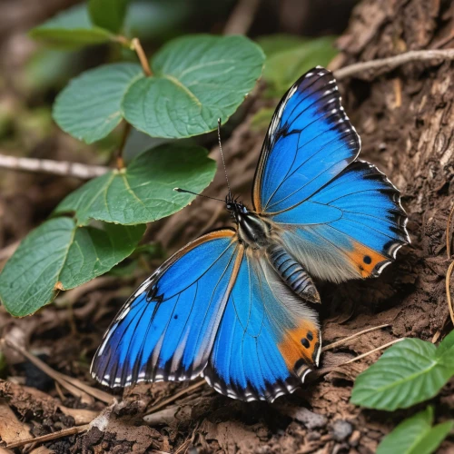 white admiral or red spotted purple,blue morpho butterfly,blue morpho,morpho peleides,morpho butterfly,brush-footed butterfly,ulysses butterfly,blue butterflies,lycaena phlaeas,morpho,pipevine swallowtail,mazarine blue butterfly,peacock butterflies,blue butterfly,melanargia,lycaena,adonis blue,french butterfly,peacock butterfly,blue butterfly background,Photography,General,Realistic