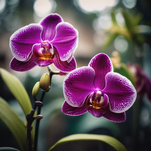 moth orchid,orchids,phalaenopsis,orchid flower,orchid,christmas orchid,mixed orchid,orchids of the philippines,phalaenopsis equestris,phalaenopsis sanderiana,lilac orchid,wild orchid,flower exotic,tropical flowers,laelia,flower purple,exotic flower,purple flower,violet flowers,cattleya rex,Photography,General,Cinematic