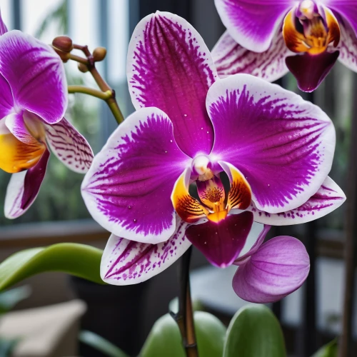 phalaenopsis,phalaenopsis sanderiana,phalaenopsis equestris,orchids,mixed orchid,moth orchid,orchid flower,cattleya rex,christmas orchid,orchid,orchids of the philippines,laelia,cattleya,wild orchid,laelia crispa,lilac orchid,spathoglottis,laelia albida,flower exotic,crenate orchid cactus,Photography,General,Natural