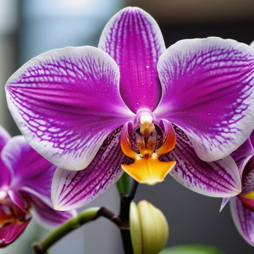 moth orchid,orchid flower,phalaenopsis,orchid,mixed orchid,orchids,phalaenopsis equestris,christmas orchid,phalaenopsis sanderiana,orchids of the philippines,wild orchid,lilac orchid,laelia,cattleya rex,cattleya,flower exotic,dendrobium,spathoglottis,exotic flower,cooktown orchid,Photography,General,Natural