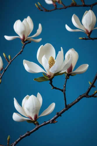 blue star magnolia,white magnolia,magnolia flowers,chinese magnolia,japanese magnolia,magnolia blossom,magnolia × soulangeana,star magnolia,magnolia flower,tulip magnolia,magnolia,magnolias,magnolia tree,flowers png,southern magnolia,magnolia stellata,plum blossom,flower background,magnoliengewaechs,magnolia x soulangiana,Illustration,Black and White,Black and White 08