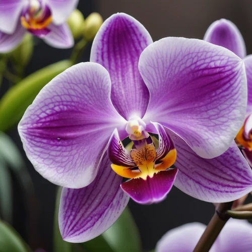 moth orchid,mixed orchid,orchid flower,phalaenopsis equestris,phalaenopsis,orchid,phalaenopsis sanderiana,orchids,orchids of the philippines,spathoglottis,christmas orchid,laelia,wild orchid,tulipan violet,cattleya rex,lilac orchid,cattleya,laelia crispa,flower exotic,dendrobium,Photography,General,Natural
