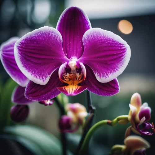 moth orchid,orchid flower,phalaenopsis,orchid,christmas orchid,phalaenopsis equestris,mixed orchid,orchids,phalaenopsis sanderiana,orchids of the philippines,lilac orchid,wild orchid,cattleya rex,laelia,butterfly orchid,cattleya,cypripedium,dendrobium,flower exotic,spectabilis,Photography,General,Cinematic