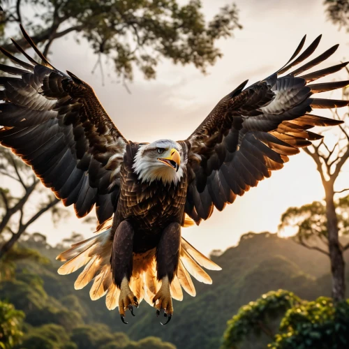 african fishing eagle,african eagle,american bald eagle,bald eagle,eagle,eagle eastern,savannah eagle,bald eagles,eagles,of prey eagle,giant sea eagle,fish eagle,sea eagle,sea head eagle,imperial eagle,african fish eagle,falconry,golden eagle,mountain hawk eagle,steller's sea eagle,Photography,General,Cinematic
