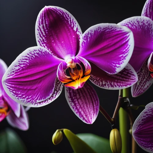 moth orchid,mixed orchid,orchid flower,orchids,phalaenopsis,orchid,christmas orchid,orchids of the philippines,lilac orchid,flowers png,phalaenopsis equestris,wild orchid,tulipan violet,phalaenopsis sanderiana,dendrobium,laelia,spathoglottis,flower exotic,cattleya rex,exotic flower,Photography,General,Fantasy