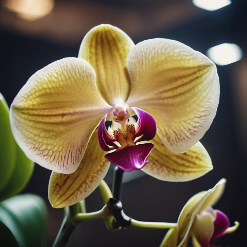 moth orchid,orchid flower,phalaenopsis equestris,christmas orchid,phalaenopsis,phalaenopsis sanderiana,yellow orchid,orchid,mixed orchid,orchids,orchids of the philippines,butterfly orchid,wild orchid,flower exotic,cypripedium,pogonia,laelia,cattleya,lilac orchid,cattleya rex,Photography,General,Cinematic