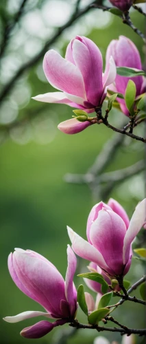 pink magnolia,magnolia flowers,japanese magnolia,saucer magnolia,tulip magnolia,chinese magnolia,magnolia blossom,tulips magnolia,magnolia flower,magnolia tree,magnolia trees,tulip tree flower,bush magnolia,magnolias,magnolia × soulangeana,tulip tree,magnolia x soulangiana,magnoliaceae,magnoliengewaechs,tulip tree bloom,Photography,General,Cinematic