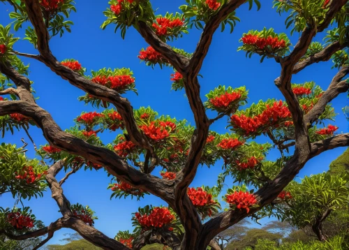 cockspur coral tree,chestnut tree with red flowers,african tulip tree,tropical tree,flower tree,hokka tree,blooming mountain ash,colorful tree of life,scarlet honeyeater,artocarpus,flowering tree,ornamental tree,strawberry tree,flourishing tree,canarian dragon tree,grevillea,artocarpus odoratissimus,norfolk island pine,cannonball tree,coral bush,Art,Classical Oil Painting,Classical Oil Painting 32