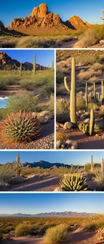 desert plants,organ pipe cactus,desert desert landscape,desert landscape,desert plant,arid landscape,desert background,sonoran desert,mesquite flats,capture desert,arizona-sonora desert museum,cactus digital background,dutchman's-pipe cactus,the desert,organ pipe,sonoran,mojave,arizona,cacti,saguaro,Conceptual Art,Sci-Fi,Sci-Fi 17