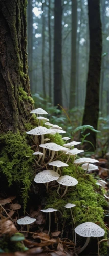 mushroom landscape,forest mushrooms,forest mushroom,forest floor,rain-wet bracket fungi,fairy forest,shelf fungi,fungi,beech forest,polypore,elven forest,tree mushroom,edible mushrooms,toadstools,umbrella mushrooms,old-growth forest,fungal science,mushrooms,fairytale forest,mushroom island,Conceptual Art,Oil color,Oil Color 06