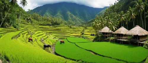 rice terraces,rice paddies,rice fields,rice field,ricefield,rice terrace,the rice field,rice cultivation,paddy field,green landscape,paddy harvest,yamada's rice fields,indonesia,philippines scenery,rice mountain,east java,ha giang,green congo,vegetables landscape,indonesian rice,Conceptual Art,Daily,Daily 18