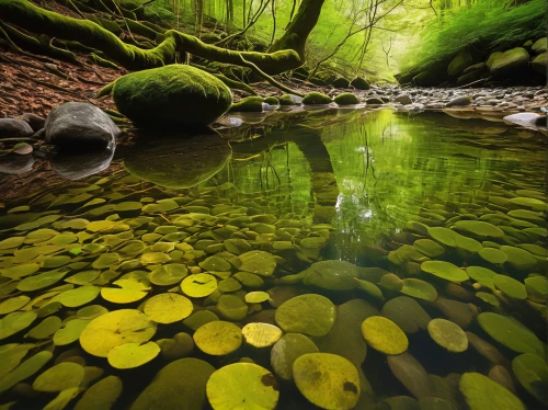 aquatic plants,green trees with water,mountain spring,mountain stream,green water,flowing creek,aquatic plant,clear stream,underwater landscape,oregon,water smartweed,reflections in water,reflection in water,flowing water,brook landscape,water scape,forest floor,redwood sorrel,freshwater,riparian forest,Art,Artistic Painting,Artistic Painting 28