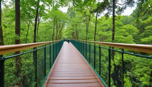 canopy walkway,hanging bridge,tree top path,suspension bridge,aaa,wooden bridge,footbridge,valdivian temperate rain forest,walkway,conguillío national park,rope bridge,aa,teak bridge,scenic bridge,humpback bridge,greenforest,bamboo forest,green forest,passerelle,treetops,Conceptual Art,Sci-Fi,Sci-Fi 17