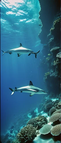 common dolphins,wide sawfish,sawfish,wrasses,trumpetfish,oceanic dolphins,sea animals,underwater background,underwater landscape,coral reef fish,sea life underwater,remora,diving fins,cartilaginous fish,bottlenose dolphins,coral reefs,ray-finned fish,manta rays,great barrier reef,dolphin fish,Photography,Documentary Photography,Documentary Photography 02