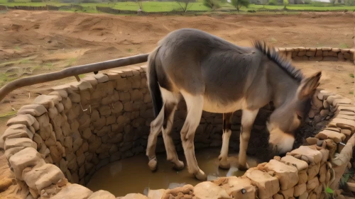 fetching water,water trough,cow dung,pongal,woman at the well,zebu,cattle dairy,water well,water buffalo,sambar,dholavira,dholak,water hole,anglo-nubian goat,watering hole,livestock farming,rajasthan,water supply,half donkey,dairy cow,Photography,General,Natural