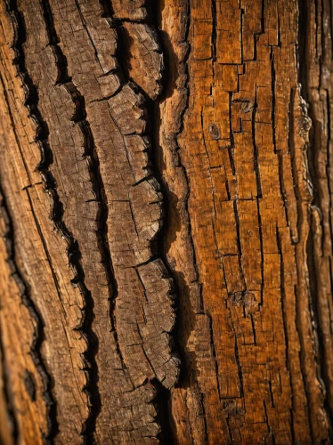 wood texture,tree bark,tree texture,ornamental wood,wood background,knotty pine,wooden background,knothole,slice of wood,tree trunk,english walnut,wood grain,western yellow pine,sweet chestnut,wood and leaf,bark,wood,tree slice,birch bark,natural wood,Art,Classical Oil Painting,Classical Oil Painting 11