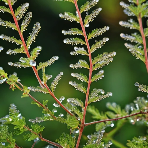 myrica rubra,japanese meadowsweet,leaves of currant,currant branch,meadowsweet,currant bush,currant leaves,foeniculum vulgare,spiraea japonica,japanese mugwort,tulsi seeds,sweet cicely,currant decorative,spirea,salix caprea,bush florets,leaf fern,inflorescences,acer japonicum,motherwort,Photography,General,Realistic