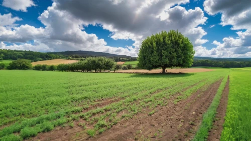 green landscape,rural landscape,vegetables landscape,cultivated field,farm landscape,meadow landscape,grain field panorama,landscape background,isolated tree,background view nature,nature landscape,farm background,agricultural,aaa,landscape nature,green fields,farmland,field of rapeseeds,cropland,vegetable field