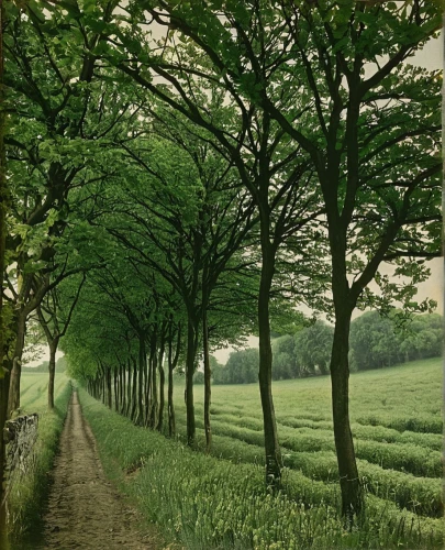 tree lined lane,green landscape,green trees,tree lined path,walnut trees,tree-lined avenue,green forest,beech hedge,row of trees,green fields,tree lined,trees with stitching,tea field,beech trees,copse,tree grove,chestnut trees,hornbeam hedge,tree canopy,magnolia trees,Photography,Black and white photography,Black and White Photography 15
