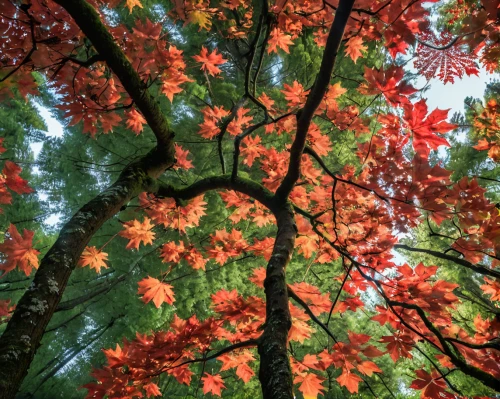 acer japonicum,maple foliage,leaf maple,maple tree,maple leave,maple leaves,red leaves,maple leaf red,beech leaves,colored leaves,maple bush,red maple,red maple leaf,autumn tree,colorful leaves,deciduous forest,blood beech,tree leaves,maple leaf,autumn forest,Photography,General,Natural