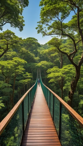 tree top path,wooden bridge,canopy walkway,japan landscape,green forest,bamboo forest,teak bridge,scenic bridge,tropical and subtropical coniferous forests,aaa,cartoon video game background,tree lined path,tree tops,forest landscape,greenforest,forest path,tree canopy,landscape background,hiking path,walkway,Illustration,Retro,Retro 19