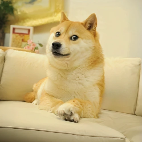 akita inu,dogecoin,shiba inu,shiba,sit,corgi,welschcorgi,dog,wag,to sit,korean jindo dog,corgis,paw,purebred dog,dog-photography,akita,chinese imperial dog,dog photography,sitting,sofa