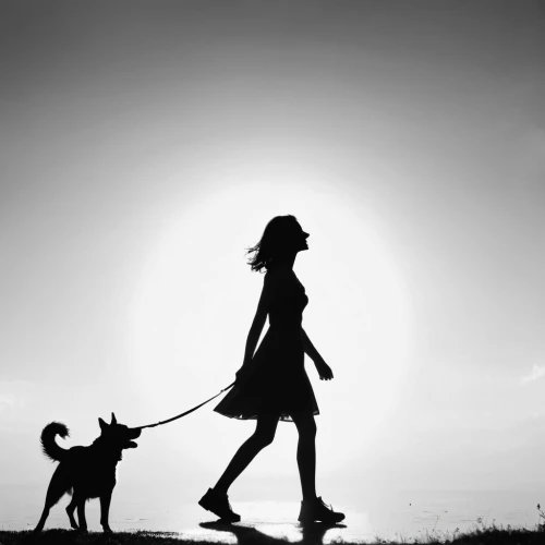 girl with dog,walking dogs,dog walker,woman walking,woman silhouette,dog walking,women silhouettes,pet vitamins & supplements,boy and dog,walk with the children,girl walking away,animal silhouettes,walking,walk,silhouette art,mouse silhouette,human and animal,i walk,art silhouette,go for a walk,Illustration,Black and White,Black and White 33