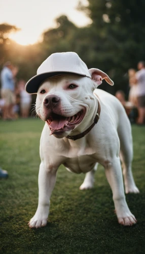 white staffordshire bull terrier,white english bulldog,dogo argentino,cricket cap,american pit bull terrier,dwarf bulldog,american bulldog,dog photography,disc dog,olde english bulldogge,english bulldog,staffordshire bull terrier,teddy roosevelt terrier,pet vitamins & supplements,dog-photography,boston terrier,american staffordshire terrier,bull terrier (miniature),english bull doge,white boxer,Photography,General,Cinematic