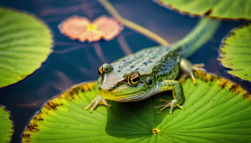 pond frog,green frog,green lizard,litoria fallax,chorus frog,green crested lizard,european green lizard,pacific treefrog,frog background, anole,anole,water frog,amphibians,patrol,amphibian,emerald lizard,narrow-mouthed frog,whiptail,green iguana,common frog,Art,Classical Oil Painting,Classical Oil Painting 34