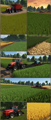 wheat crops,grain field panorama,field of cereals,grain harvest,grain field,corn harvest,wheat fields,farmlands,wheat field,crops,farm pack,farm set,farm background,farms,farming,barley field,corn field,wheat grain,cereal cultivation,cornfield,Illustration,Paper based,Paper Based 28